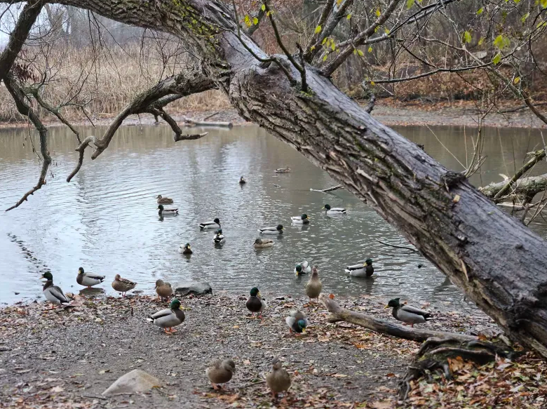 ברכיה - ML645744379