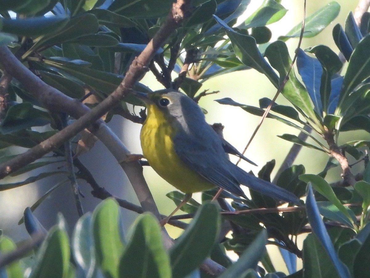 lesňáček kanadský - ML645744383