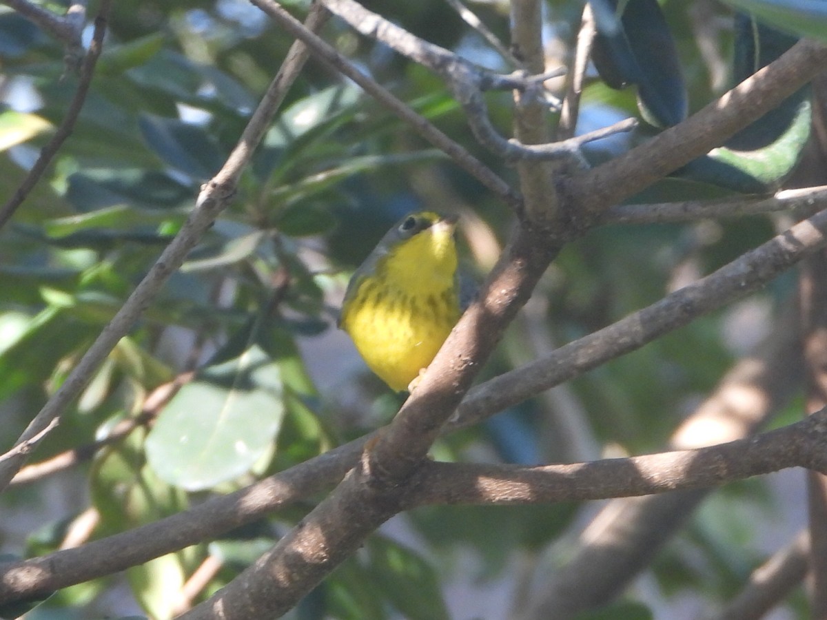 lesňáček kanadský - ML645744387