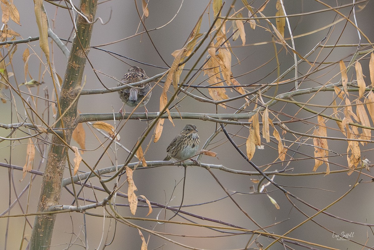 Lincoln's Sparrow - ML645744388