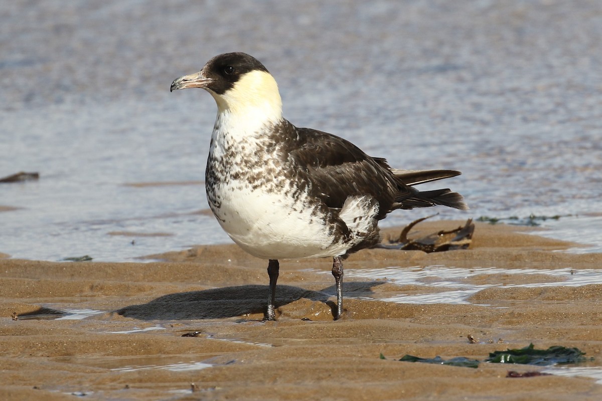 Pomarine Jaeger - ML645744392
