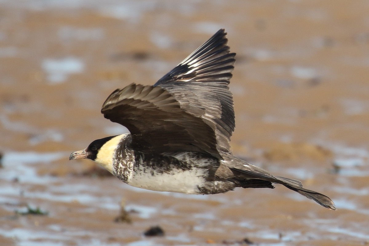 Pomarine Jaeger - ML645744393