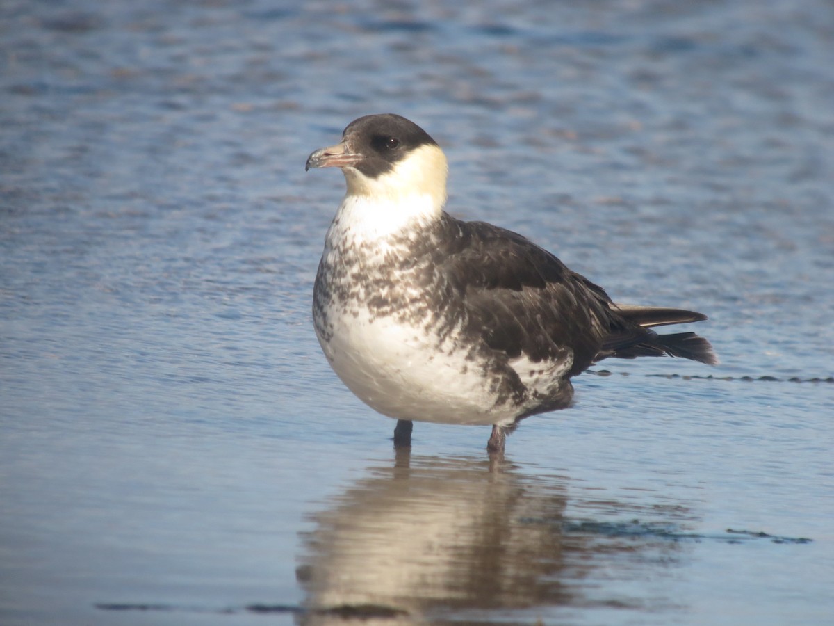 Pomarine Jaeger - ML645744394