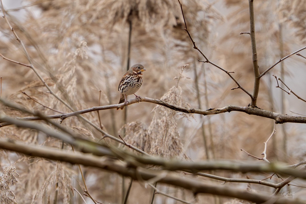Fox Sparrow - ML645744398