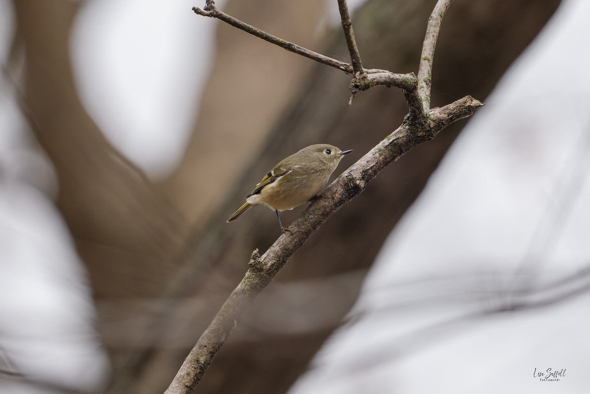 Ruby-crowned Kinglet - ML645744401