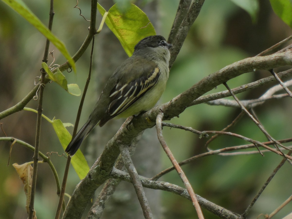 White-winged Becard - ML645744414