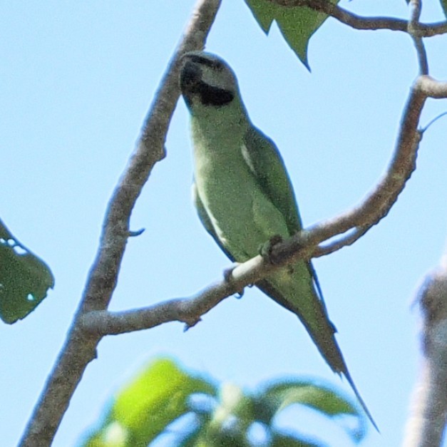 Red-breasted Parakeet - ML645744418