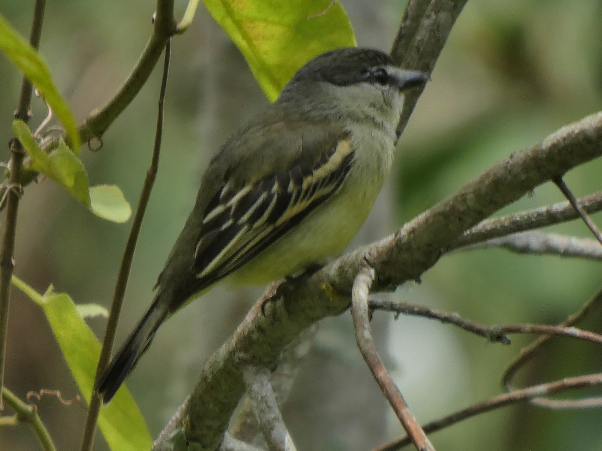 White-winged Becard - ML645744439