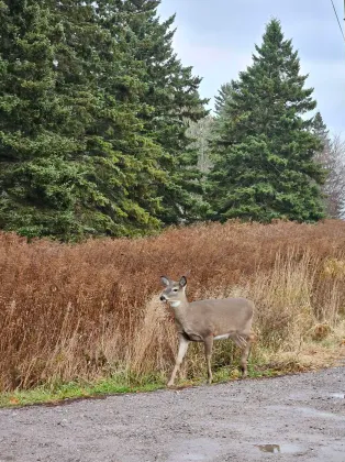 יונקים - ML645744444
