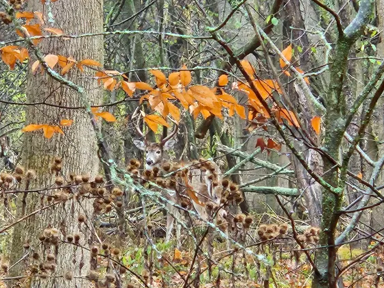 יונקים - ML645744445
