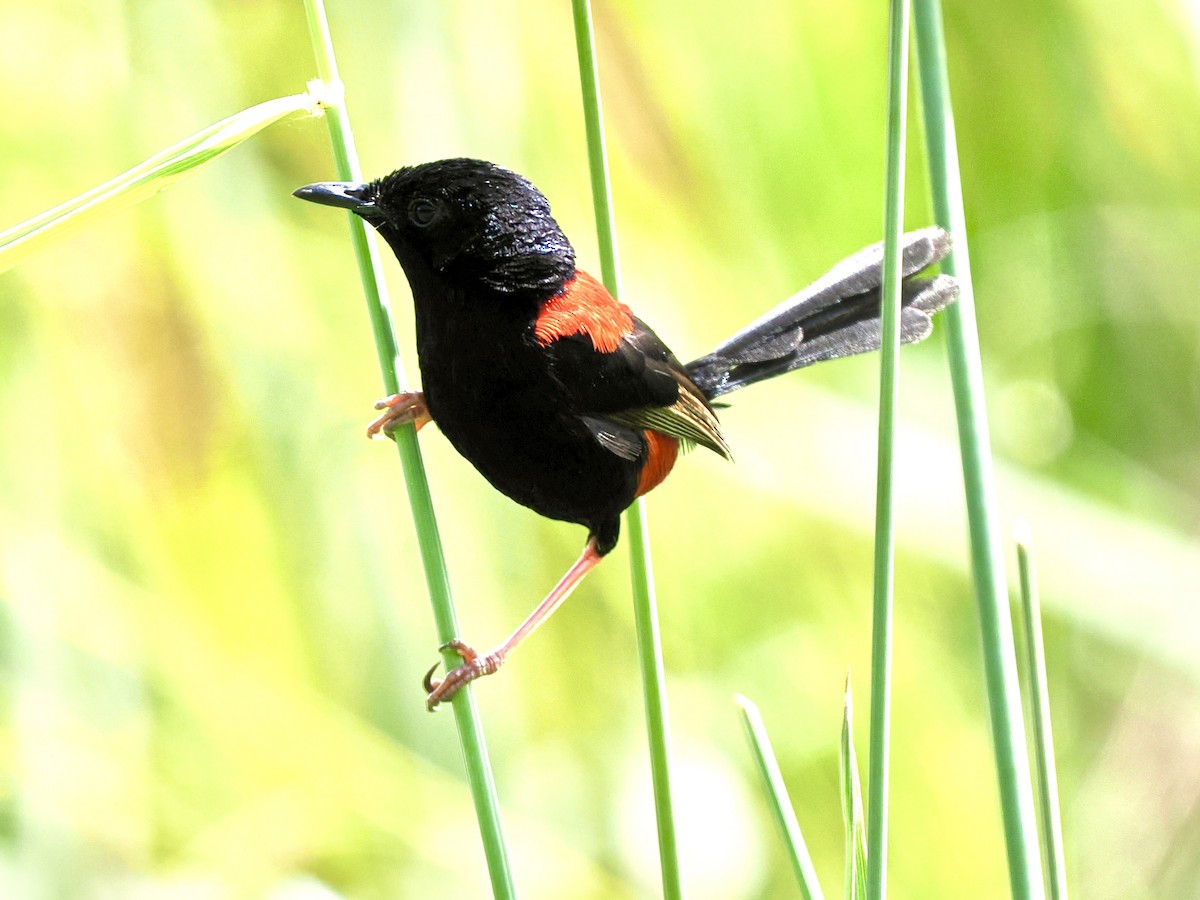 Red-backed Fairywren - ML645744447