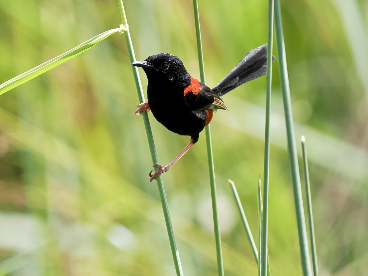 Red-backed Fairywren - ML645744448
