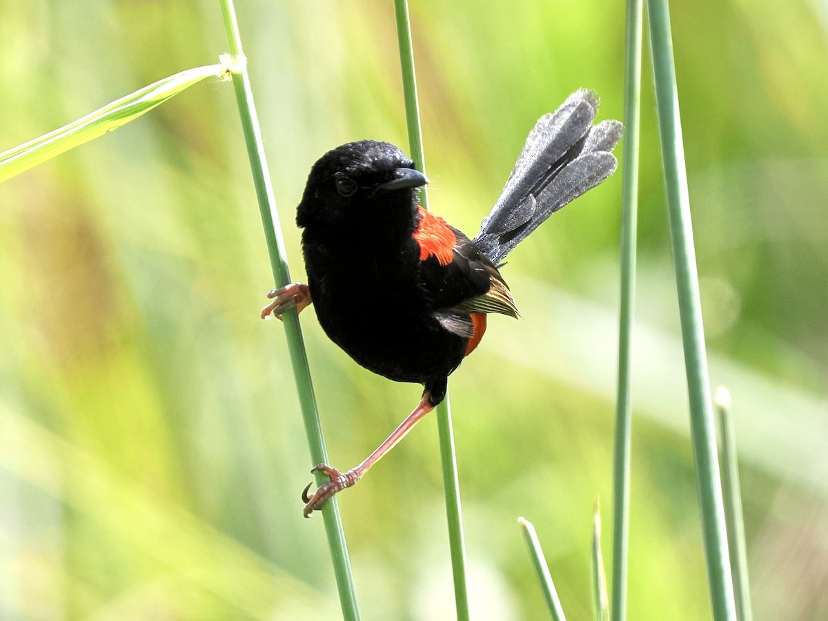 Red-backed Fairywren - ML645744449