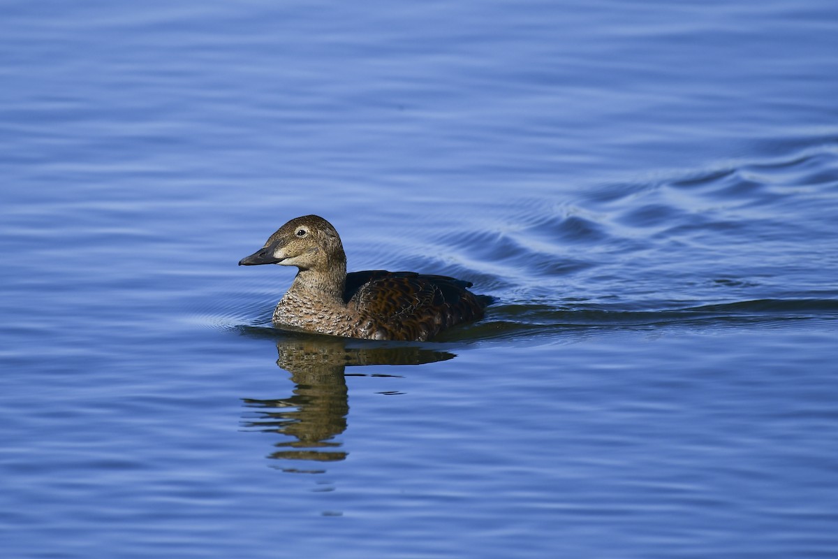 King Eider - ML645744450
