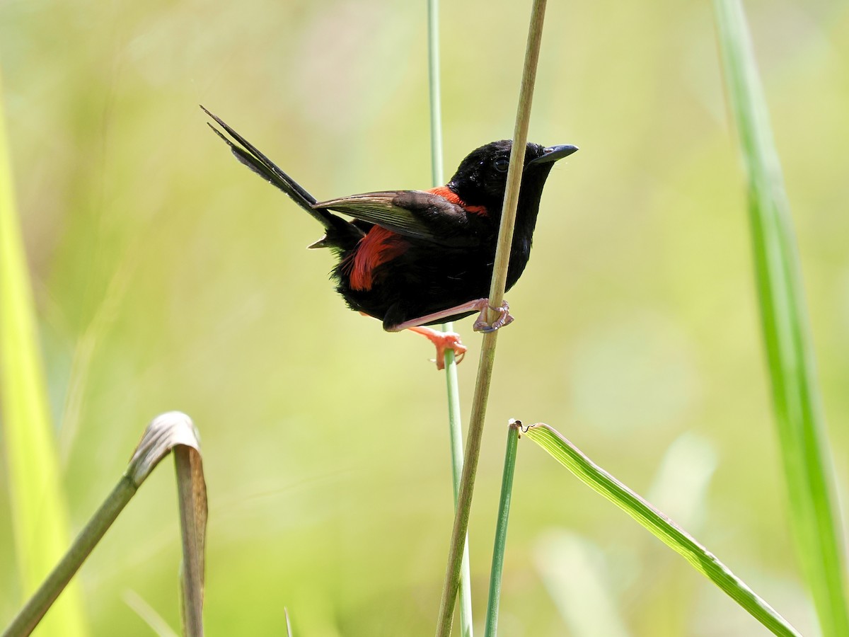 Red-backed Fairywren - ML645744451