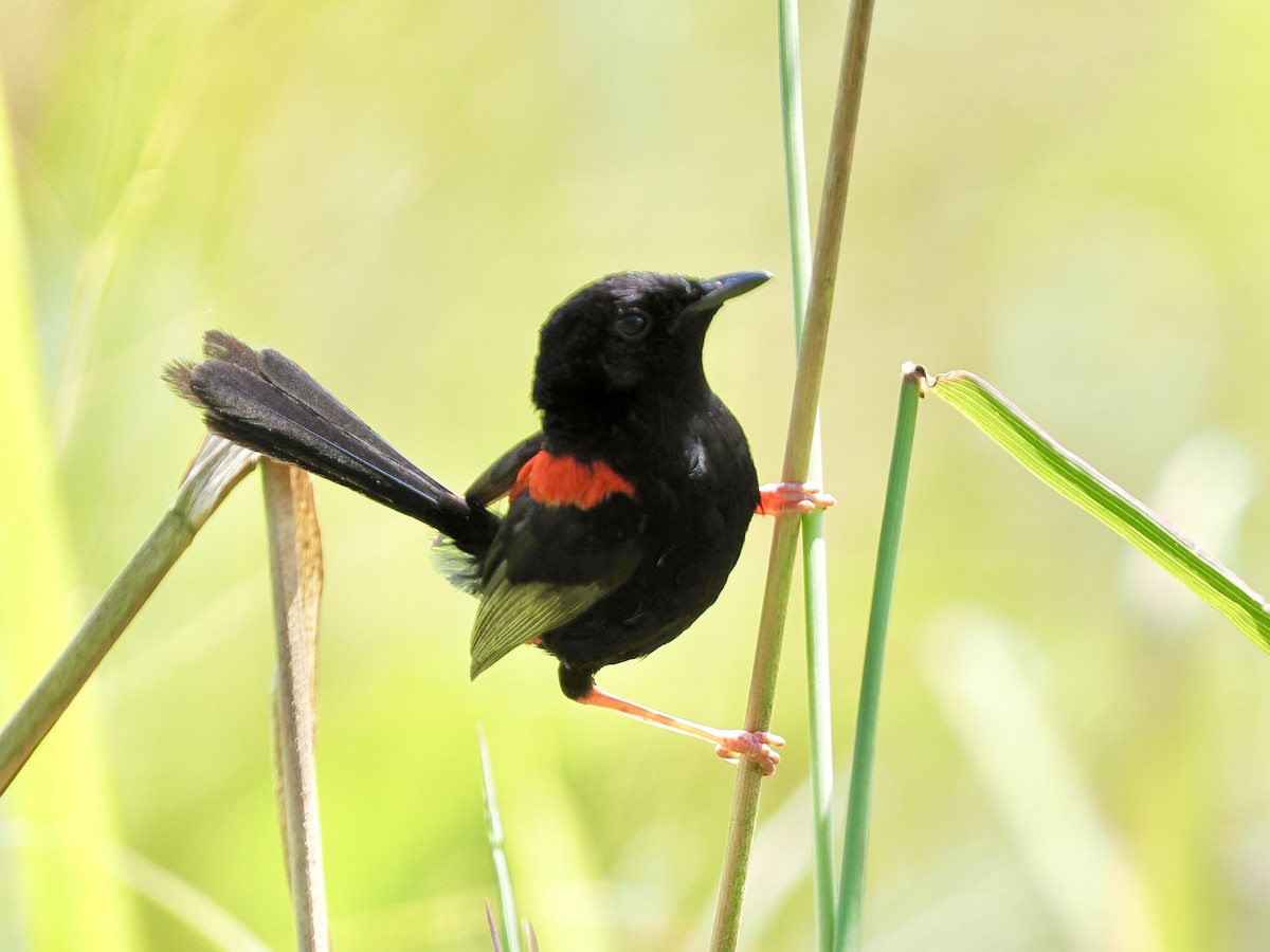 Red-backed Fairywren - ML645744452