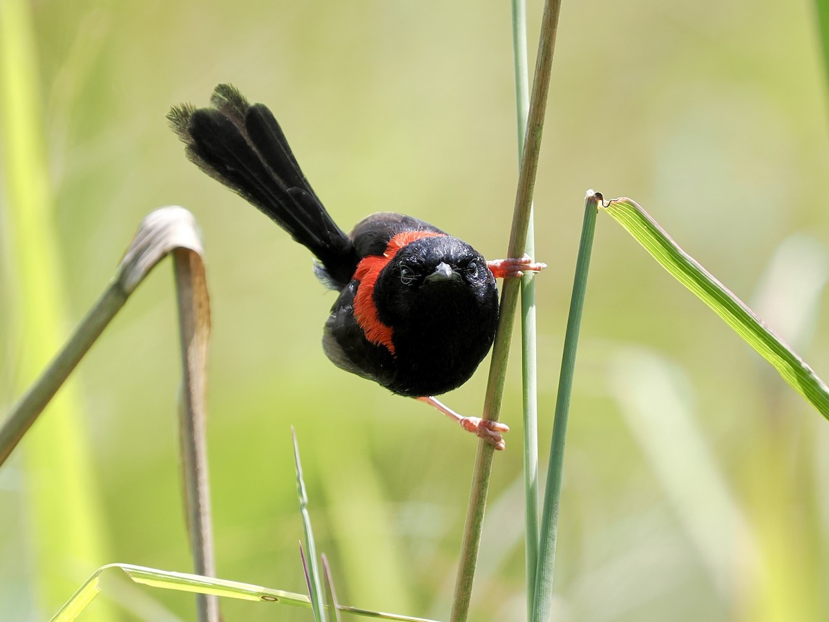 Red-backed Fairywren - ML645744454