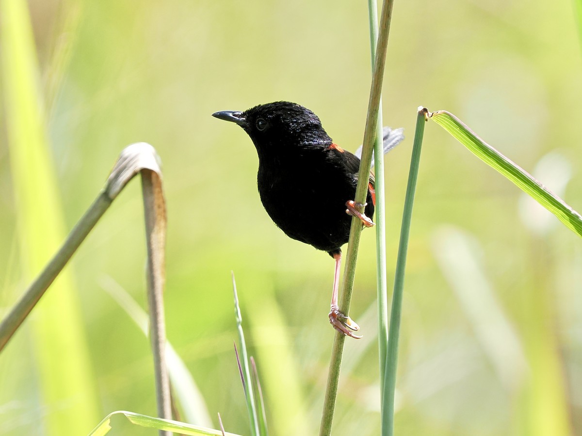 Red-backed Fairywren - ML645744455