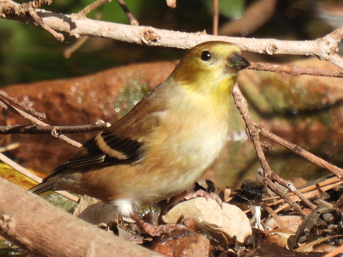 American Goldfinch - ML645744457
