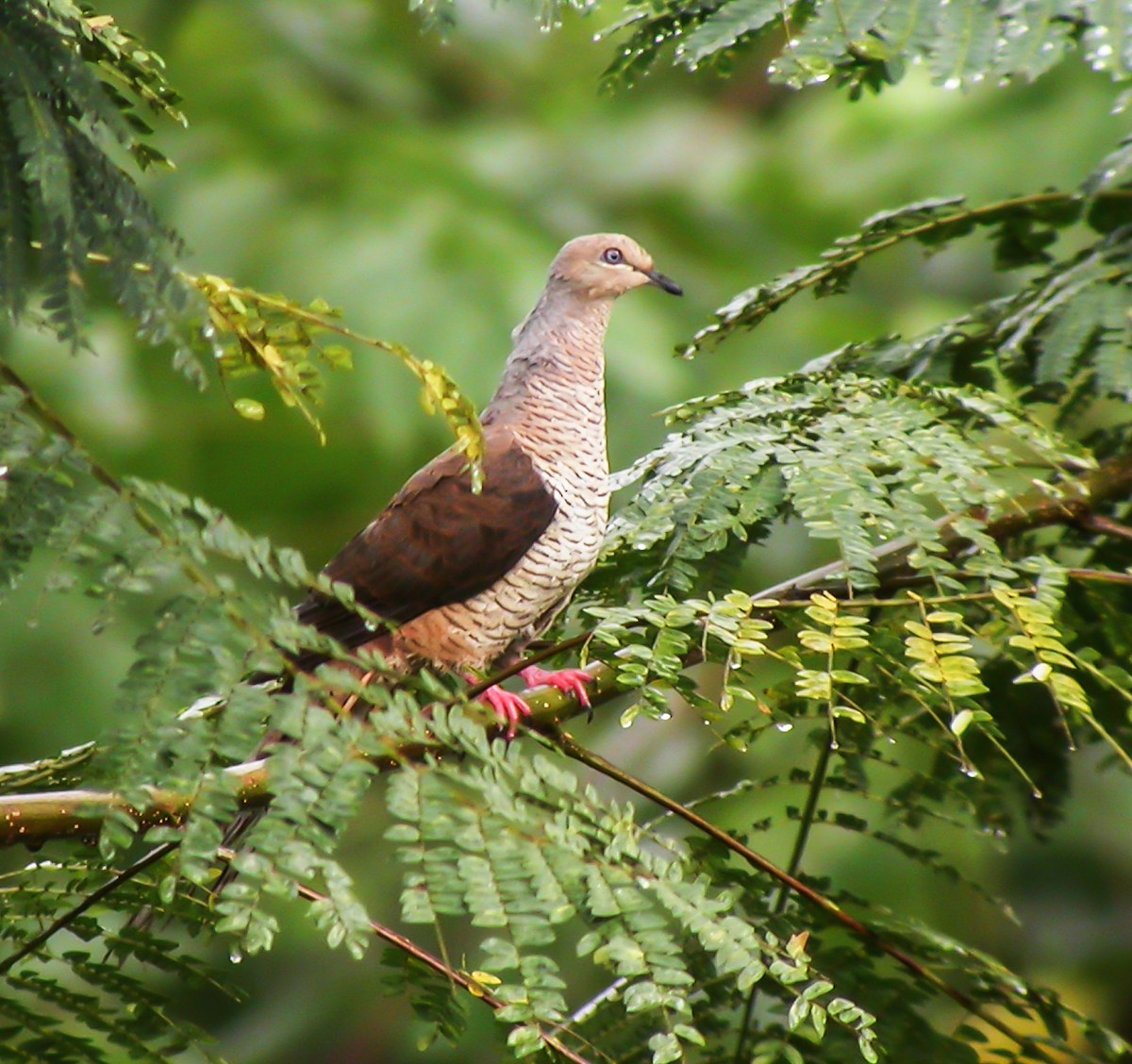Amboyna Cuckoo-Dove - ML645744458