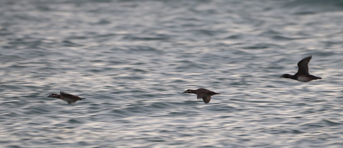 Surf Scoter - ML645744459