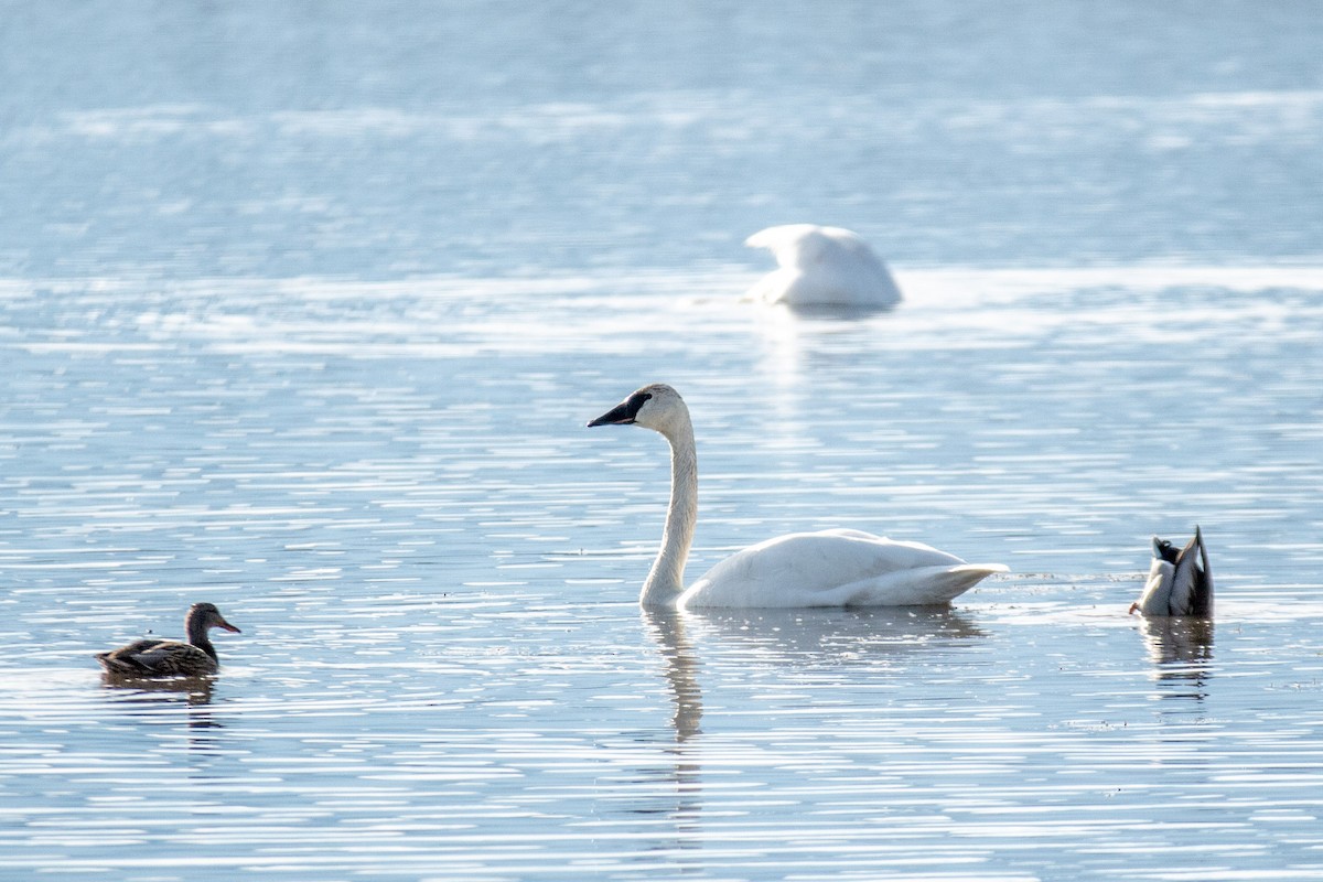 Tundra Swan - ML645744461
