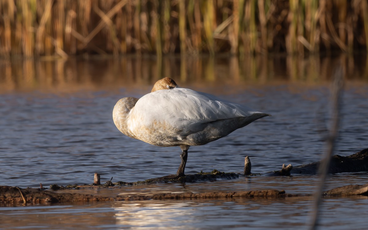 Trumpeter Swan - ML645744462