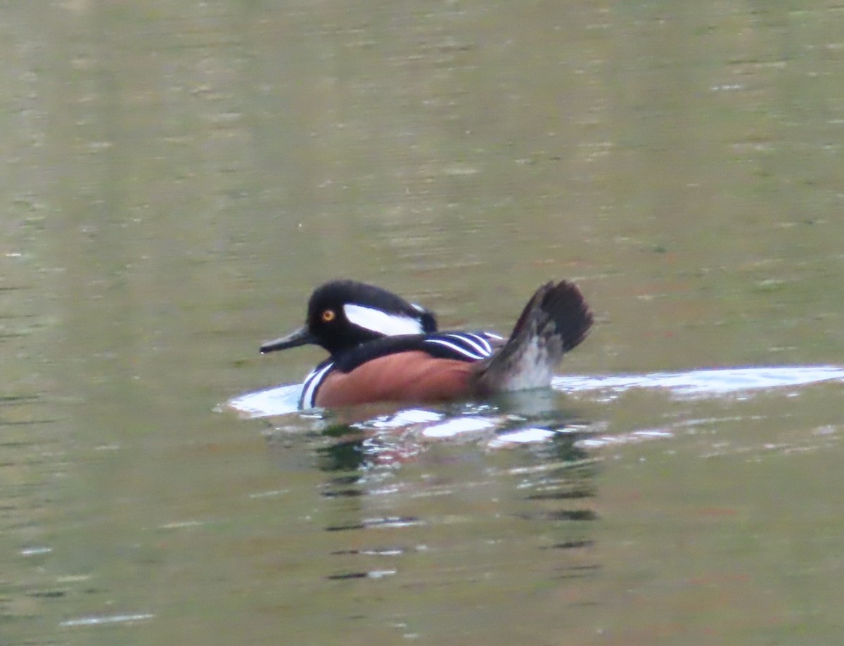 Hooded Merganser - ML645744463