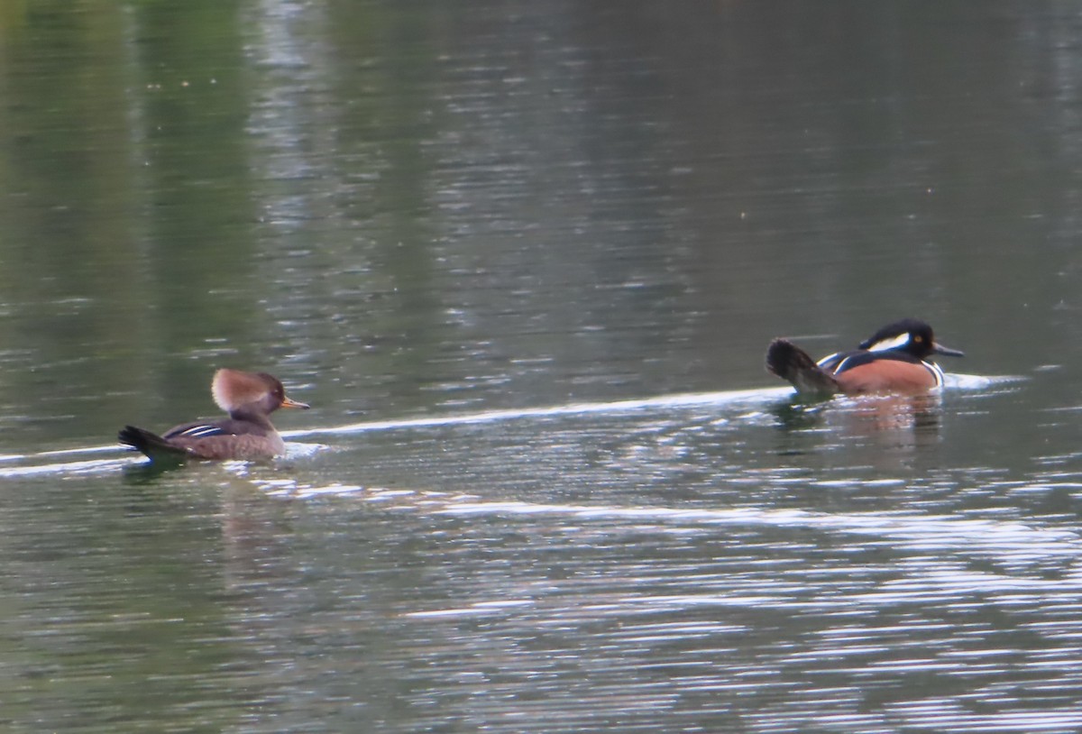 Hooded Merganser - ML645744464