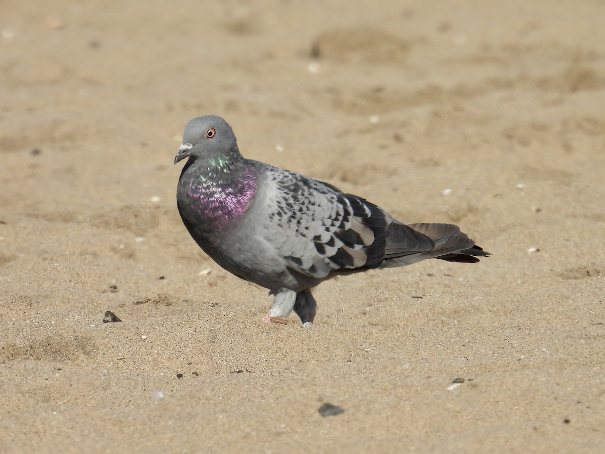 Rock Pigeon (Feral Pigeon) - ML645744465