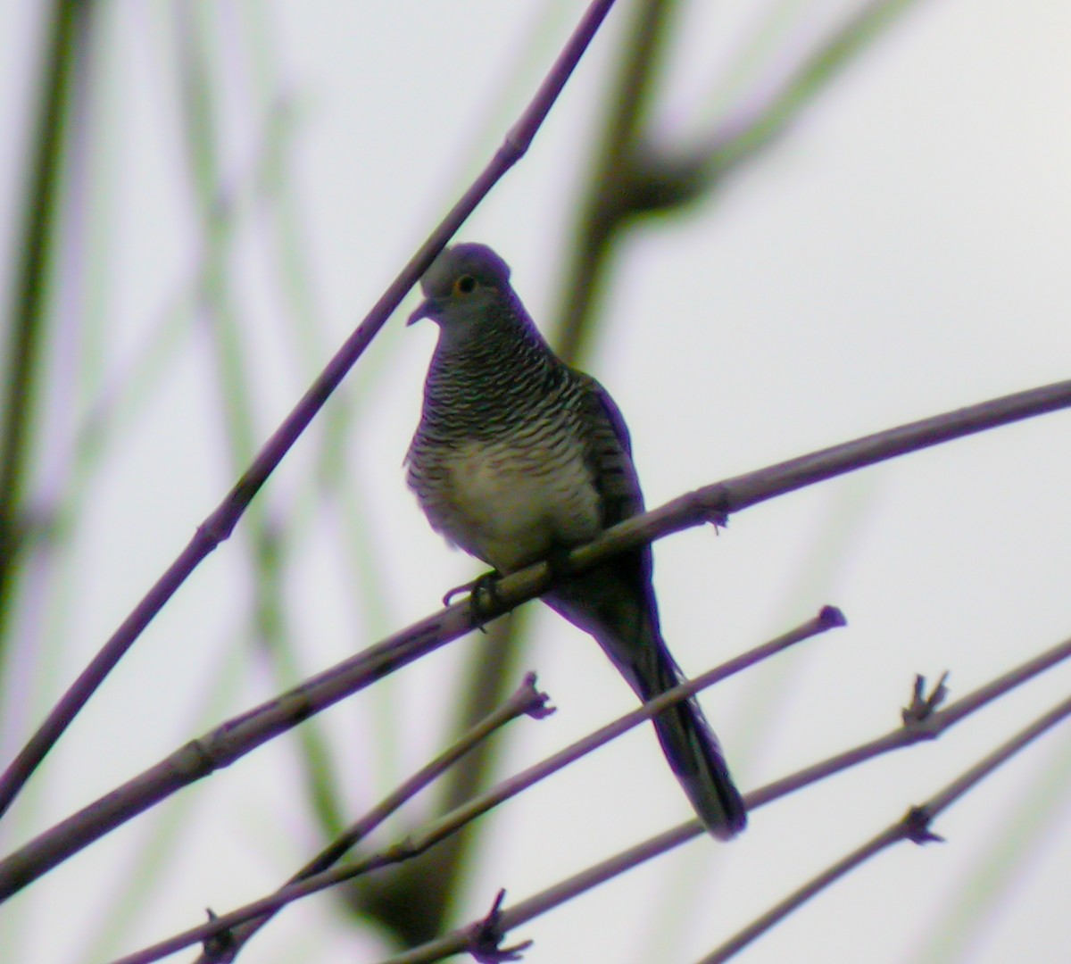 Barred Dove - ML645744470