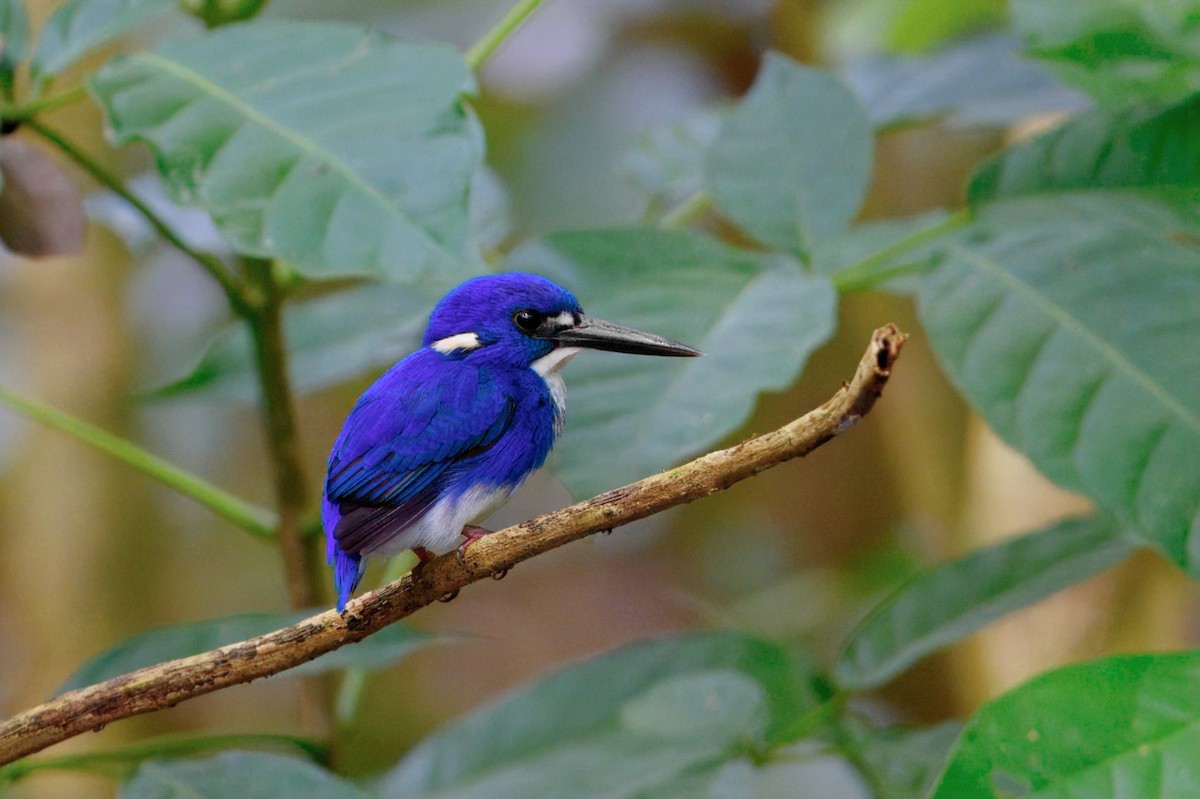 Little Kingfisher - ML645744474