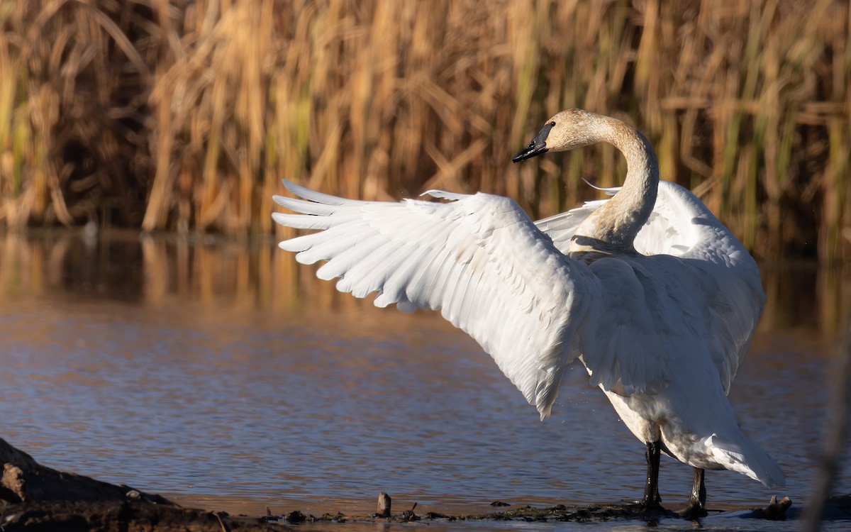 Trumpeter Swan - ML645744475