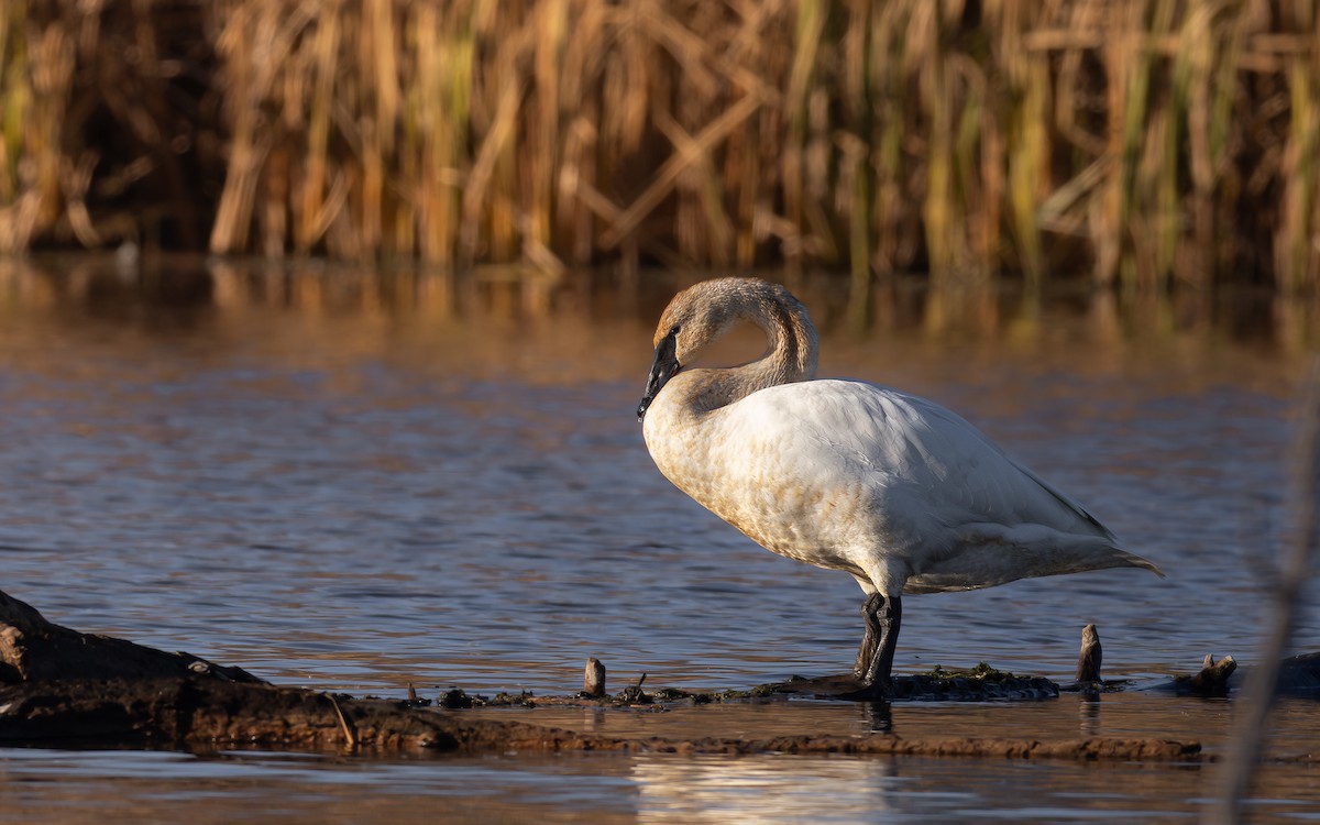 Trumpeter Swan - ML645744476