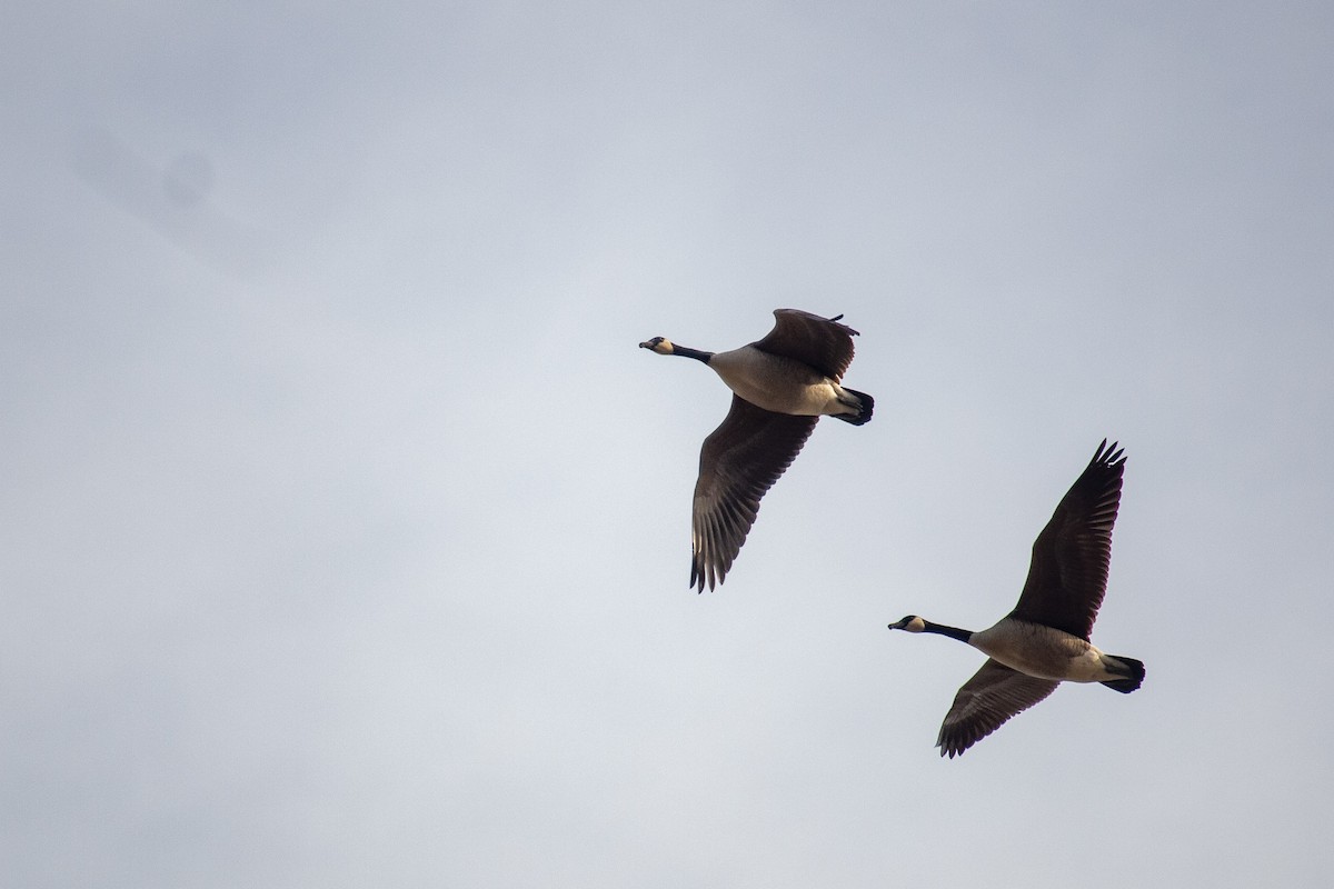 Canada Goose - ML645744478