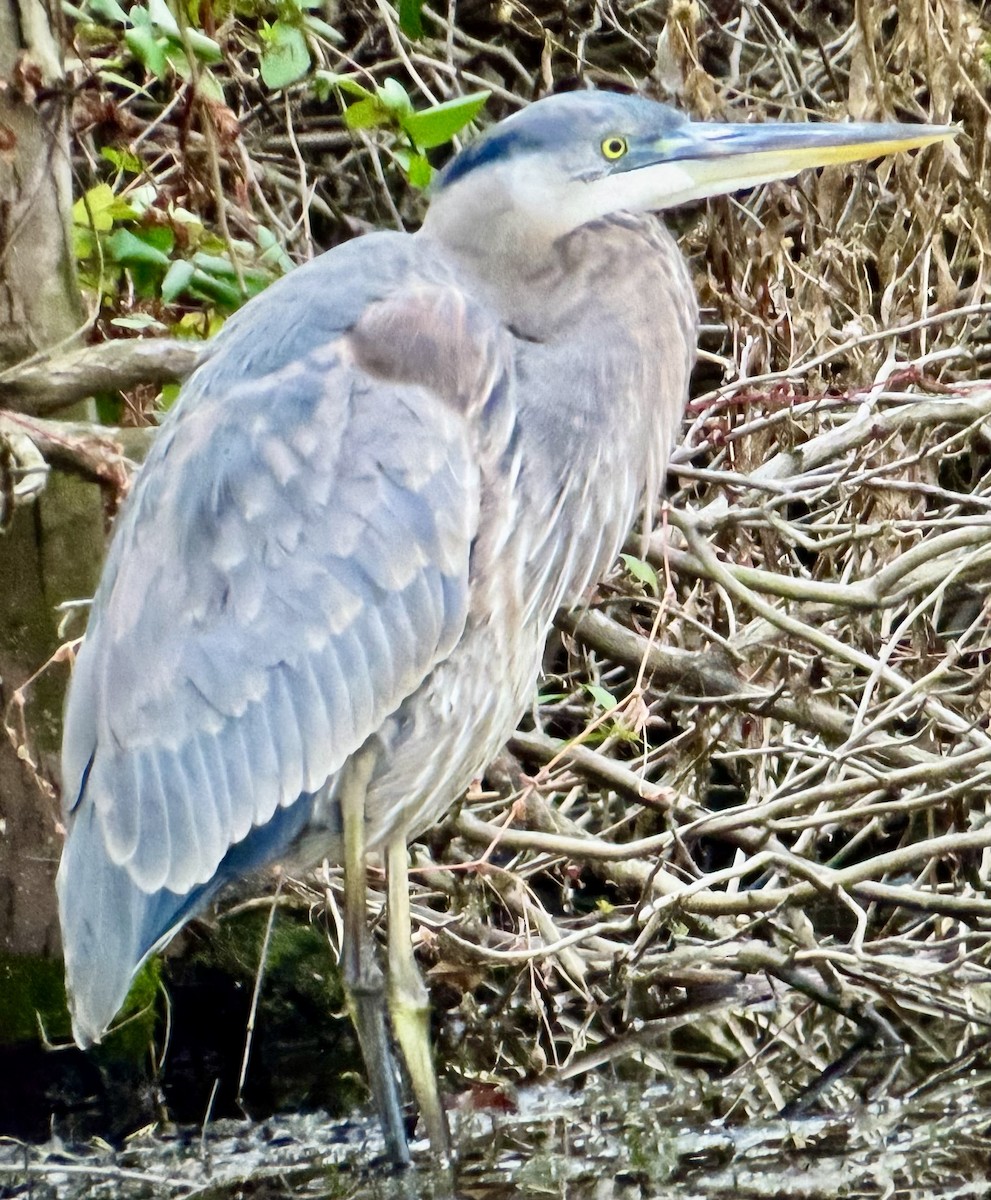 Great Blue Heron - ML645744482