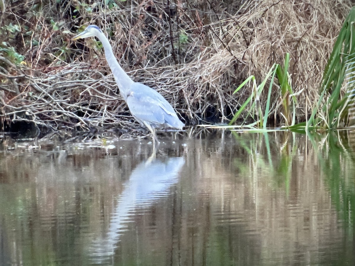 Great Blue Heron - ML645744483