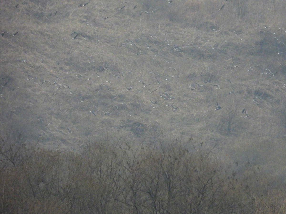 Greater White-fronted Goose - ML645744484