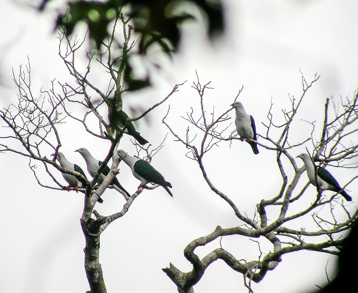 Elegant Imperial-Pigeon - ML645744485