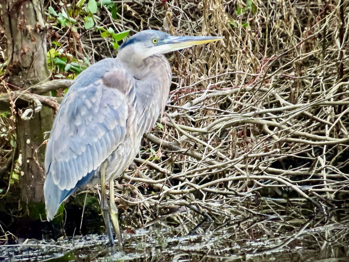 Great Blue Heron - ML645744486
