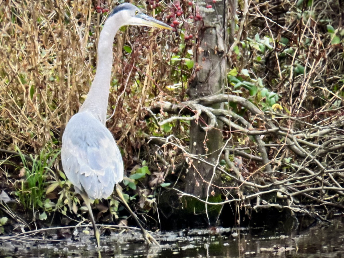 Great Blue Heron - ML645744487