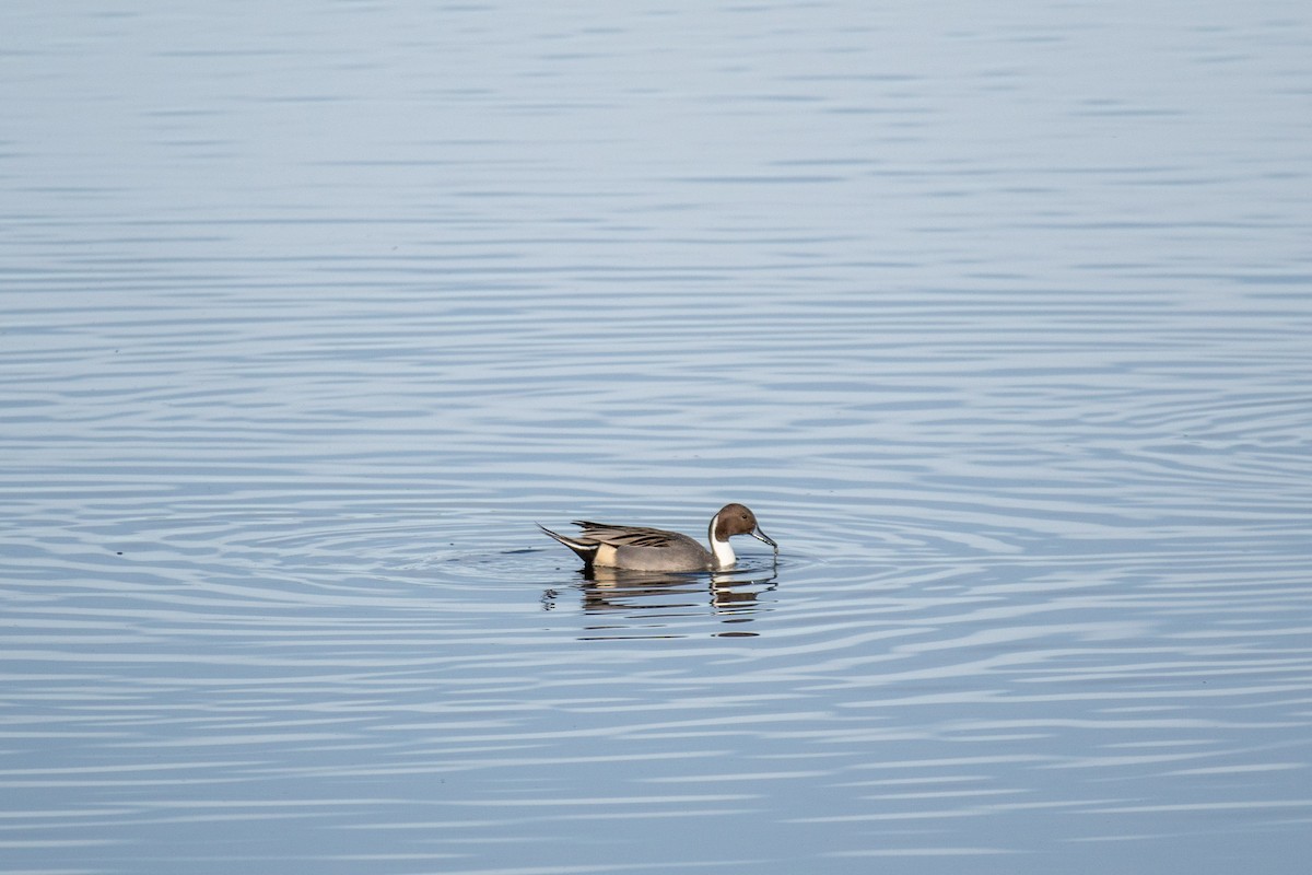 Northern Pintail - ML645744488