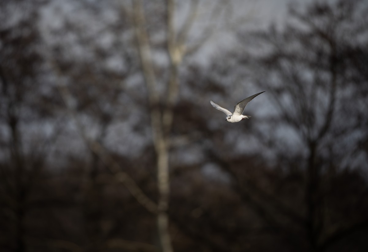 黑腹燕鷗 - ML645744489