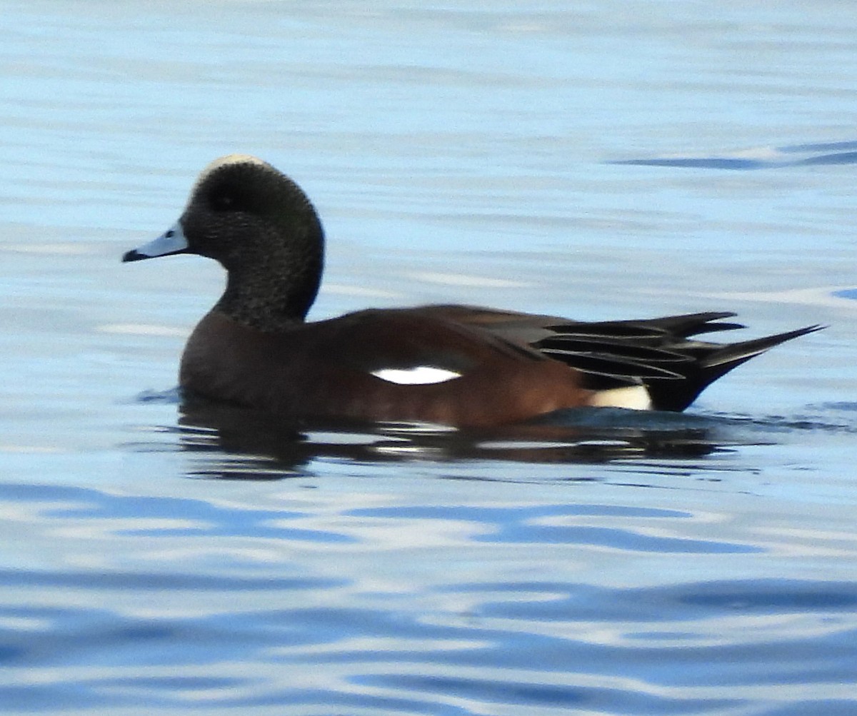 American Wigeon - ML645744490