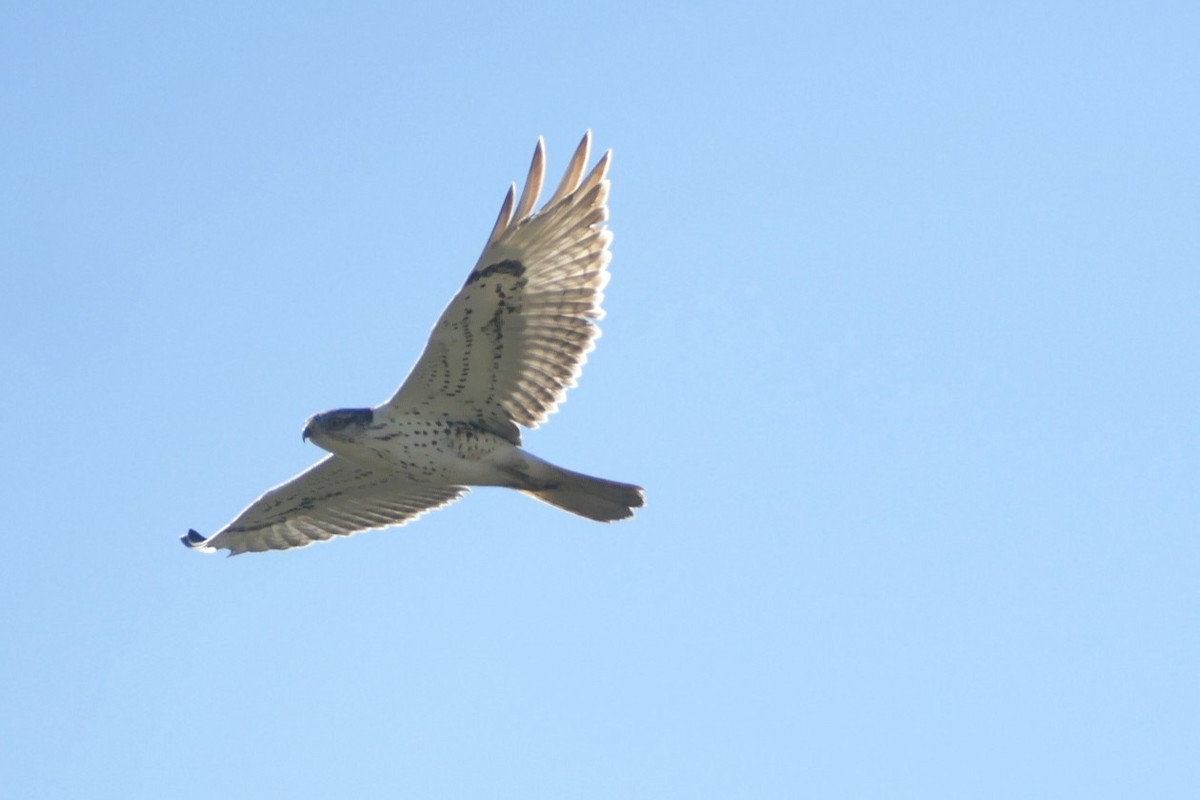 Ferruginous Hawk - ML645744491