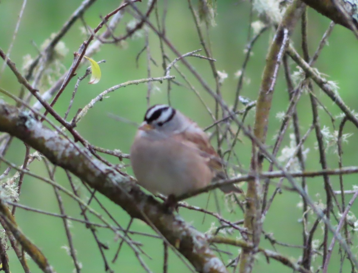 White-crowned Sparrow - ML645744492