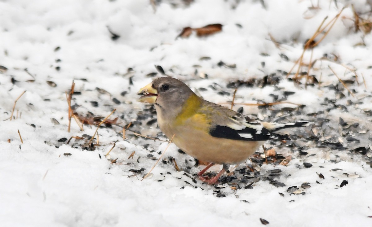 Evening Grosbeak - ML645744493