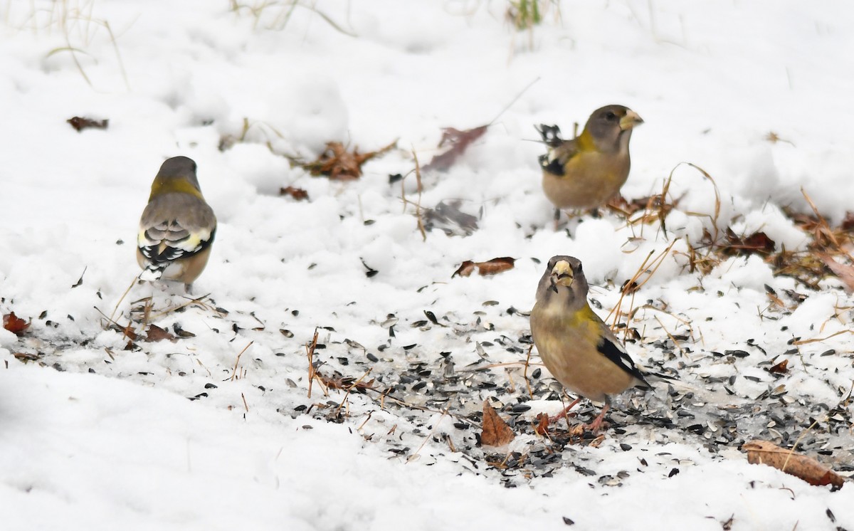 Evening Grosbeak - ML645744494