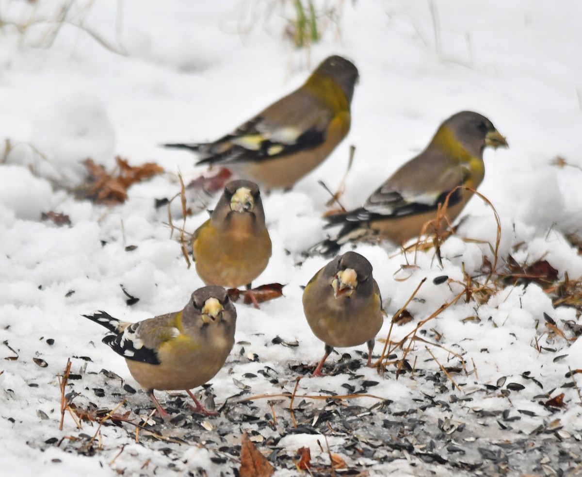 Evening Grosbeak - ML645744495