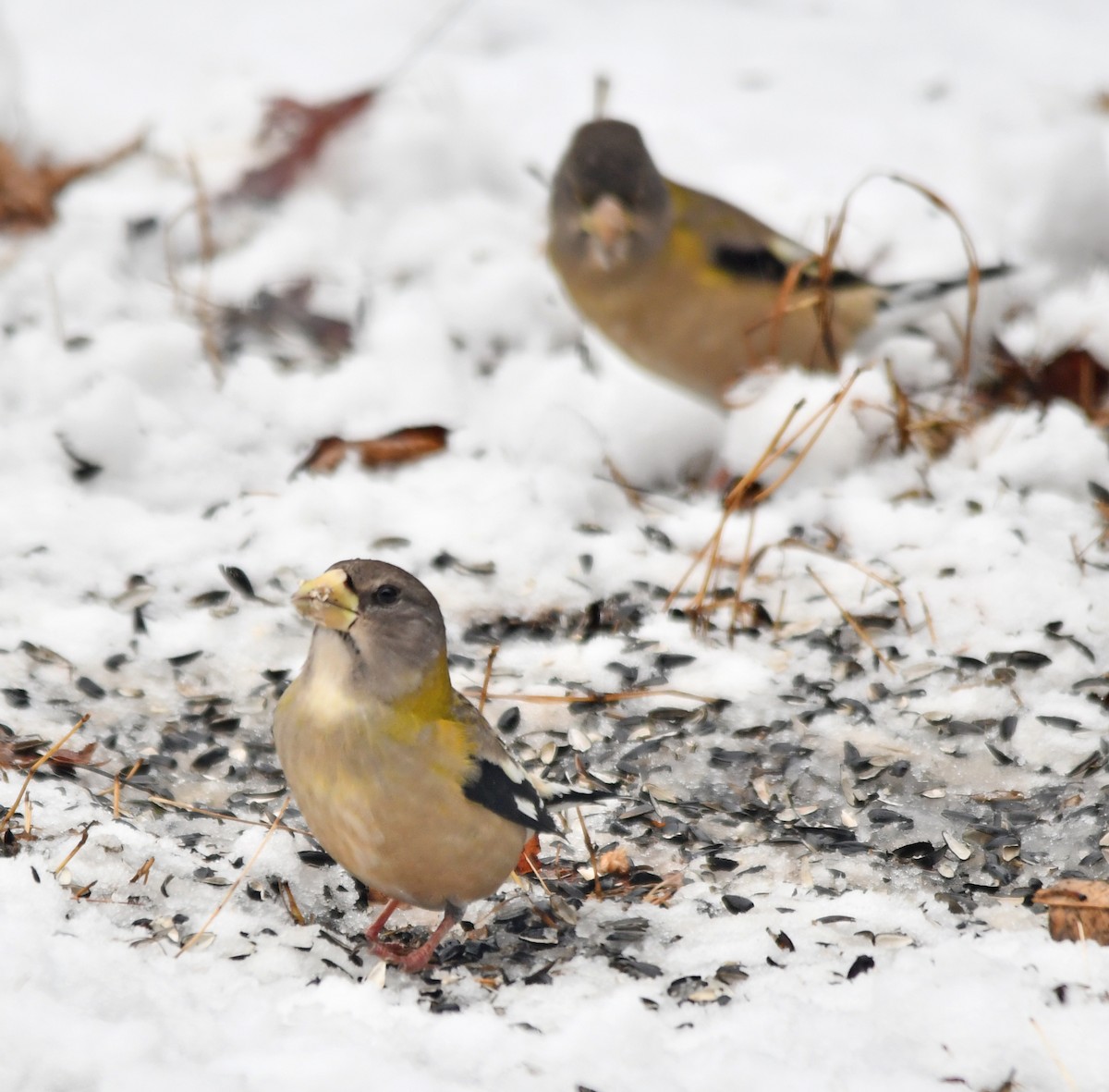 Evening Grosbeak - ML645744496